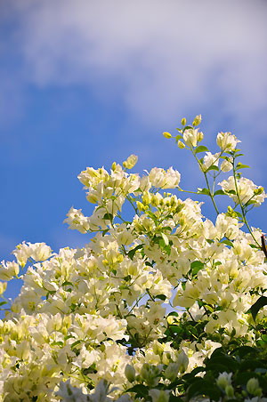 flowers vathy ithaca greece